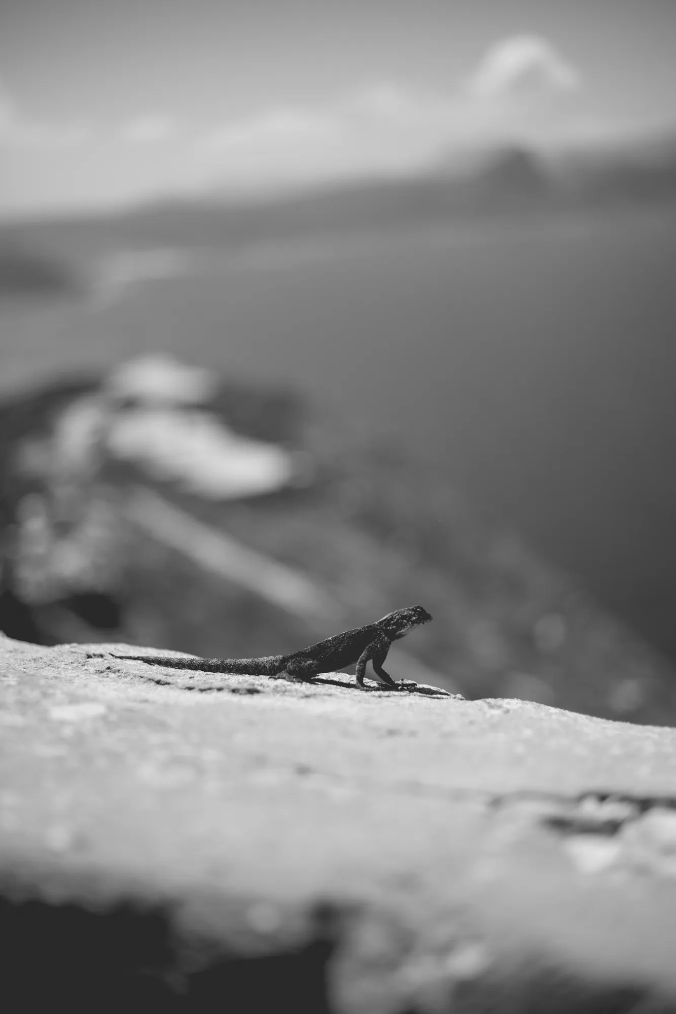 2022-02-16 - Cape Town - Lizard on rock with ocean and mountains in the background